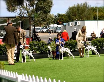 Melbourne Royal 2012 Bitch CC lineup. Keira (open bitch), Lana (Aust. bred Bitch & BOB) and Anna (Intermediate Bitch & res CC)
