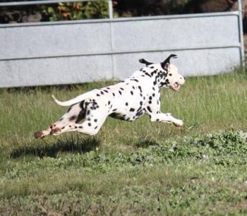 Hamish flying around the paddock
