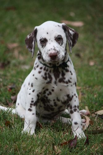 Pampard Dalmatians - Puppies