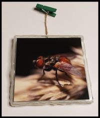 Fly On The Wall
