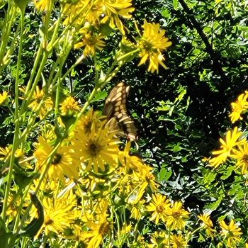 A swallowtail in a swirl of Cup Plant. Here is a poem about this image:  softly nestled amidst a swirl of yellow and gold of gentle twirl and though nothing more could be as true i hope my words still leave for you curiosity in search of a clue as to what this picture asks you to do.
