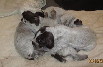 A pile of fat happy puppies.
