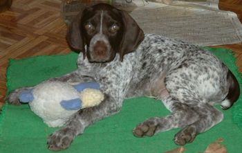 CH White River Pointsetter Reason
