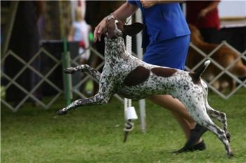 BISS A/Can CH White River's Ziggy Stardust showing off his "special moves"
