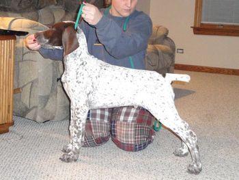 Booker, aka Huckleberry, standin' proud at 12 weeks in the capable hands of co-owner Renee
