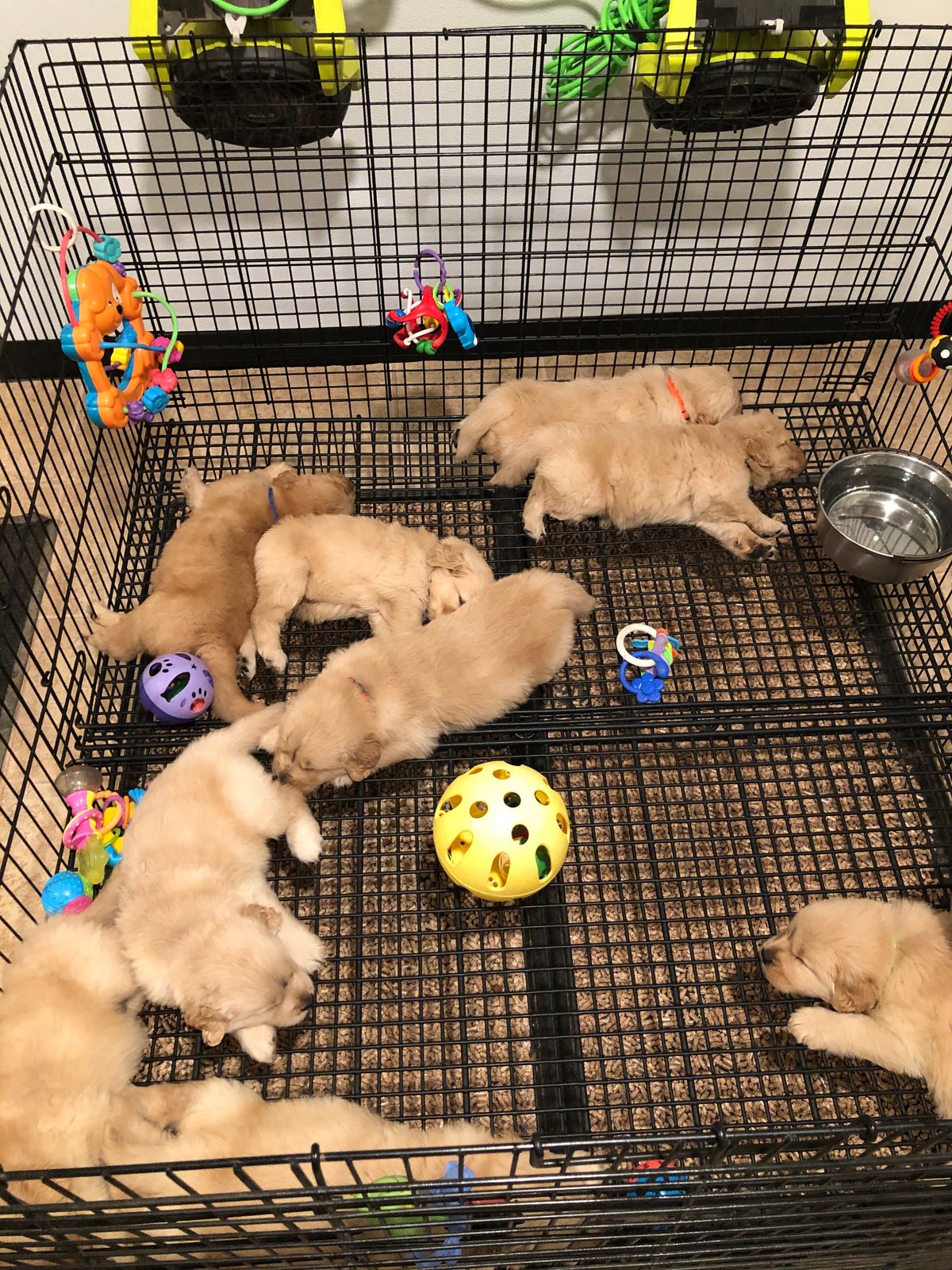 Opk Goldens Nursery