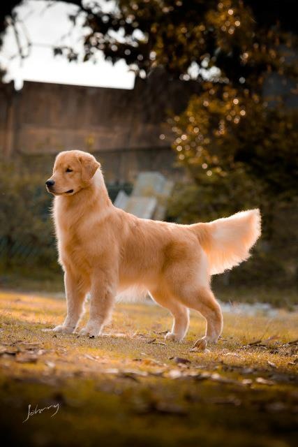 Honey 2024 golden retriever