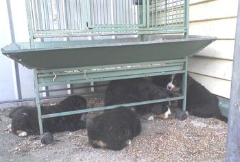 We love hiding under Sams cage.
