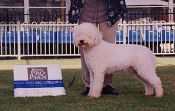 Aust Ch Punatussun Federico (imp Finland) Dolly's maternal Grandsire.
