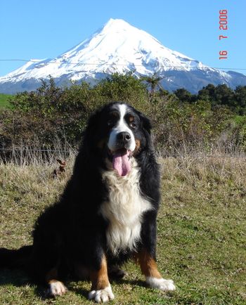 Am,Can,Aust & NZ Ch Turi V. Bernetta (imp Switz) Ellas maternal Grand-sire.
