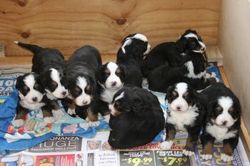 Theres a whole heap of mischief in here. More of Ellas first litter at about 3/4 wks
