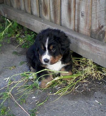 Montreux Black is Black. (Pango) He has killed Mums parsley plant.
