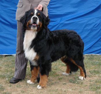 Aust Ch Nalle Fender V.'T Rijkenspark (imp NDL) Rosie's sire.
