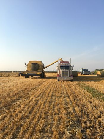Wheat harvest 2017 ..

