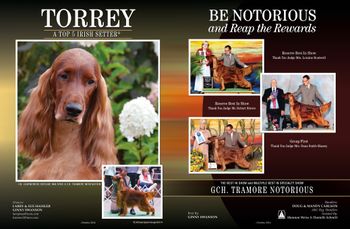 Torrey now has a Best In Show and 4 Reserve Best In Shows.  We are so very proud of this boy!
