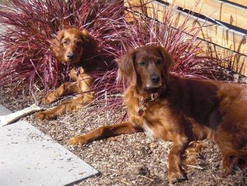 Tessa (lime green puppy) now lives in Denver with her new buddy.
