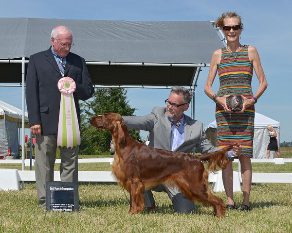 Summer, Tramore Summer Stock on Phinney Green, won Best In Sweeps at both Irish Setter Club of Seattle Specialties,  She is a full sister to Carson, Standing Ovation, and Marlie, Still Honor.  We really love all these Kristopher kids. 