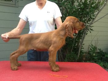 Orange Boy 9 wks, 2 days  8/19
