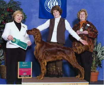 Shown going Best Puppy at the Eastern Irish Setter Association Specialty in N.Y. before Westminster.
