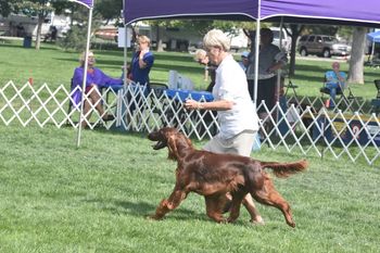 Remy moving on her way to a RWB at the Sporting Dog Shows
