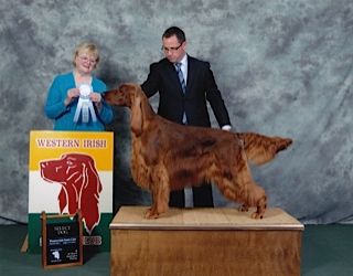 Shown winning his first Select Dog at the Western Irish Setter club under Pam Schaar.
