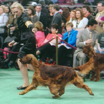 Westminster Kennel Club Show 2008
