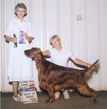 Shown finishing his Championship with a Best of Breed over Specials.
