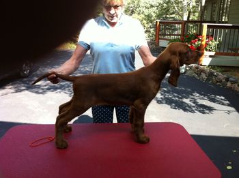 Orange boy 11 wks.  More photos to come soon.
