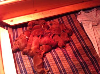 A whole lot of puppies.
