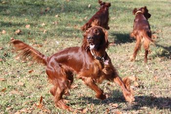 Having a good romp.
