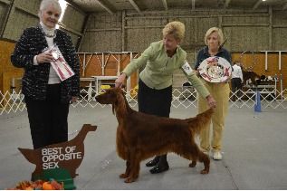Darla took Coco out for a little "specials" practice while she is growing up. They did a great job and won a very nice Best of Opposite Sex at the Ft. Worth Specialty. Congrats!!
