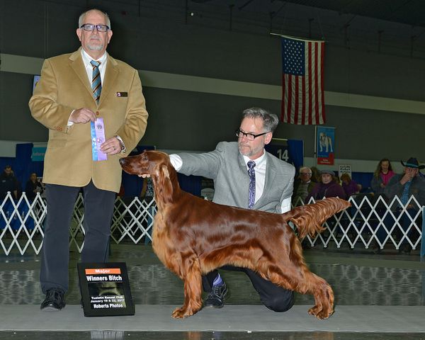 Irish shops setter show