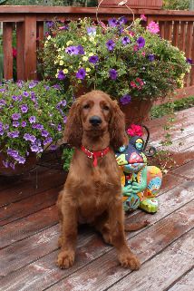 Kelsey (purple puppy) is now Tramore Nonchalant, and lives near Glenwood Springs, Colorado.
