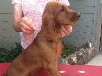 Orange boy 10 wks
