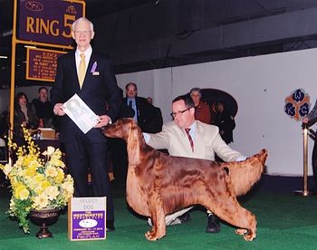 Shown going Select Dog at Westminster.
