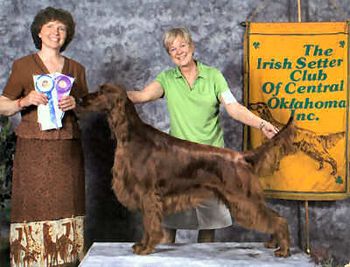 Streamer at the Irish Setter Club of Oklahoma Specialties. He took a Best In Sweeps, and won two 5 pt. majors.
