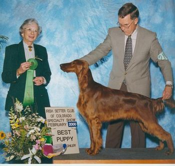 Shown going Best Puppy at here first show.

