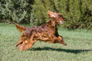 Exactly what an Irish Setter should be!
