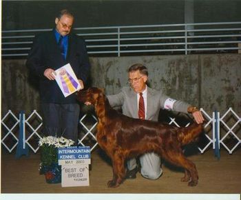 Sammie went to Utah with Larry Johnson for some shows and training, and he went Best of Breed from the classes. We think he was just a year old.
