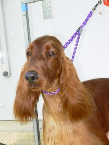 Ruby getting ready for the show ring.
