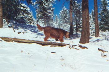 Remy taking lots of interest in "something" on the mountain.
