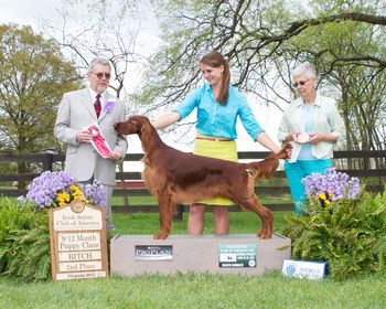 Emma shown taking a second place at the ISCA National Specialty 4/13
