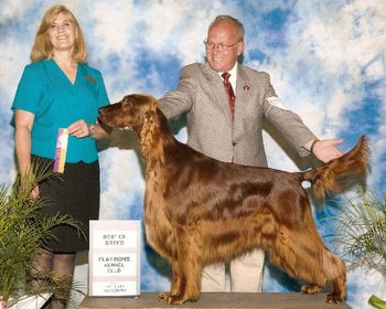 Shown with his best friend, owner and handler, Sid Marx winning Best of Breed at Flatiorns K.C.
