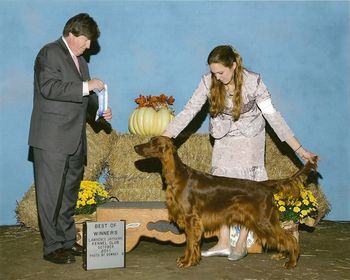Shown going Best of Winners at the Lawrence Jayhawk K. C. under Charles Olvis on 10/16/11.
