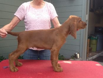 Blue  boy 10 wks.  Pups not quite as relaxed since my husband was in a hurry
