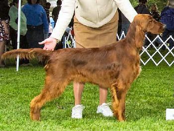 Shown going Reserve Winners Dog at his first show.
