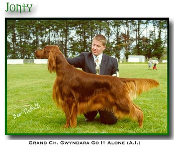 Aust. Grand Ch. Gwyndara Going It Alone. Jonty was the top winning Irish Setter in Australia. He is a full brother to Monty, Clipper, Gabby etc/
