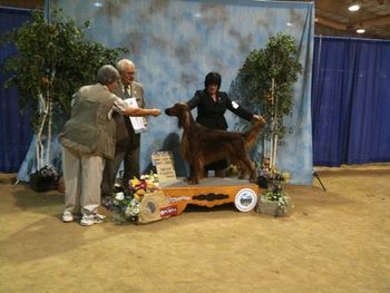 The scene behind the scene! Pierce with Diana Wilson shown taking a Best of Breed, then on to a Group IV. May 2010
