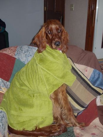 Gemma, at 6 months, in her towel after a bath. I recently visited the Boutwells in Kansas City, and Gemma had the chance to run with her littermates, Torrey and Treasure. They had a blast in the snow.
