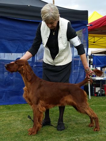 Marlie at the Irish Setter Club of Southern California.  She won several classes and coming along nicely.....10 1/2 months.
